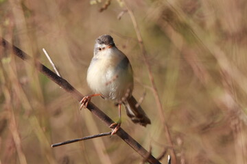 Fototapeta premium Close up small grey bird in the grass field