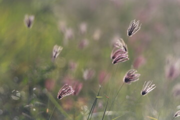 Close up flowers of grass on sunlight in the field