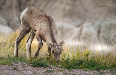 Young bighorn eating grass in South Dakota