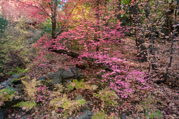 Maple Tree in fall colors

