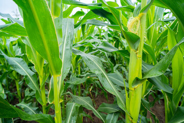 Corn field at sunset, green leaves texture close-up. Abstract natural pattern, background.