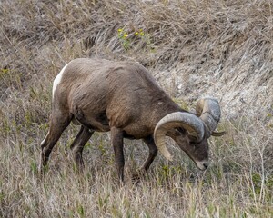 Ram bighorn sheep in South Dakota 4