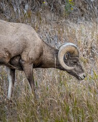 Portrait of Ram bighorn sheep eating grass in South Dakota Badlands