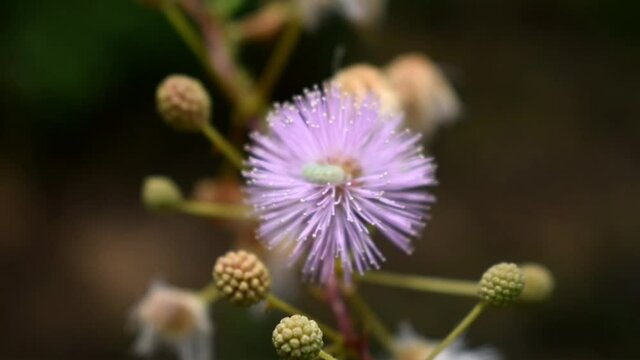 Macro purple flower spike ball closeup