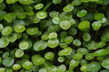 Hydrocotyle umbellata L. is commonly known as water pennywort.