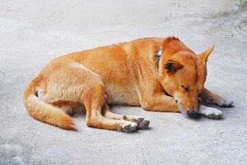 The dog sleeps on the floor.