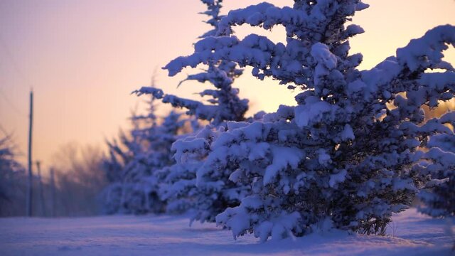 Slow Zoom out of Snowy Trees