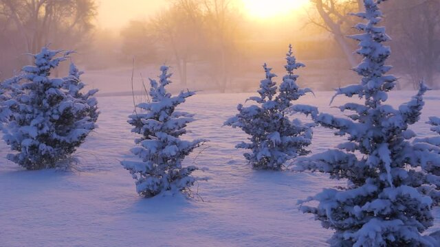 Beautiful Sunset over Snow Covered Trees