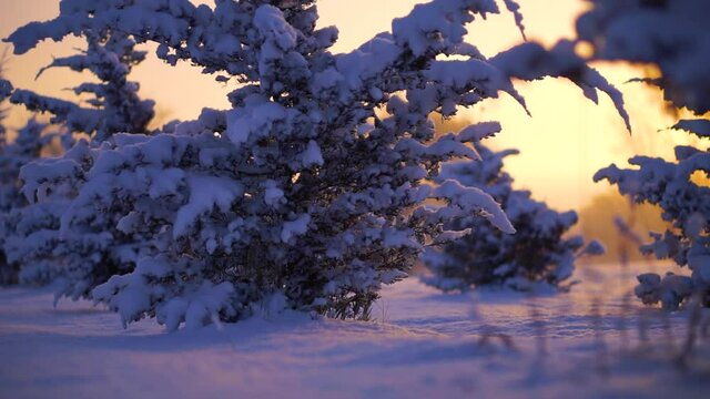 Sunset View of Snowy Trees