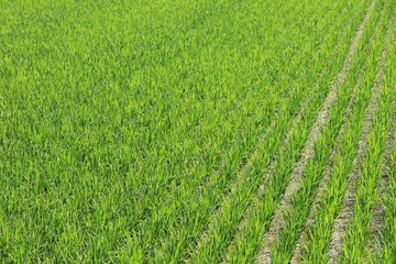 まだ丈が低い稲が整列する水田