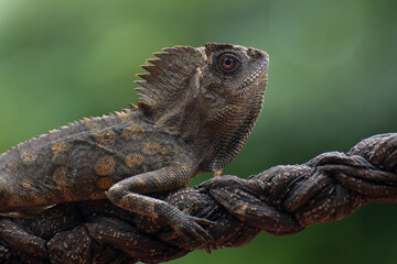 Forest dragon lizard on the branch