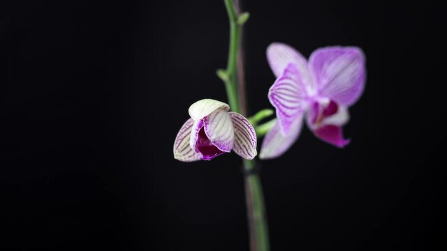 Time-lapse of pink orchid growing and blooming.