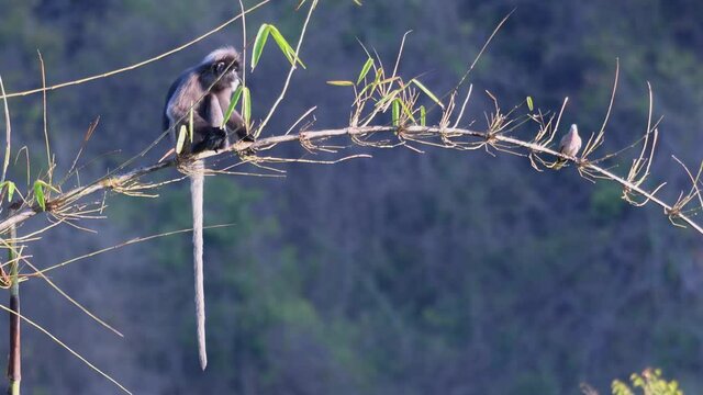 Dusky Leaf Monkey, Trachypithecus obscurus with Spotted Dove, Spilopelia chinensis; 4K Footage of a Dusky Leaf Monkey scaring the Spotted Dove away in Kaeng Krachan National Park, Thailand.