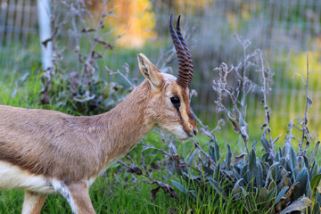 Palestine mountain gazelle stands, against a blurred background. In the Deer Valley Nature Reserve, Jerusalem.