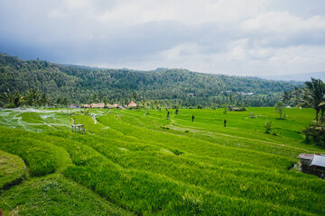 Obraz premium Beautiful rice terraces in the mountains of Bali