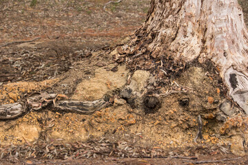 Tree Roots