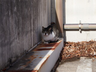 潜む野良猫