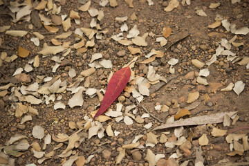 Red Leaf