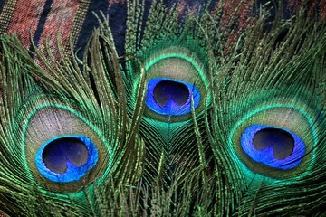 close up of peacock feather