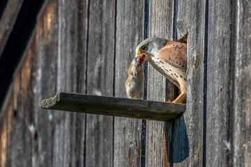 Turmfalke (Falco tinnunculus) Männchen mit Maus