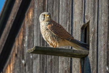 Turmfalke (Falco tinnunculus) Männchen mit Maus