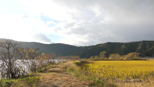 Autumn, landscape of rice paddies near Lake Yogo, Shiga Prefecture.