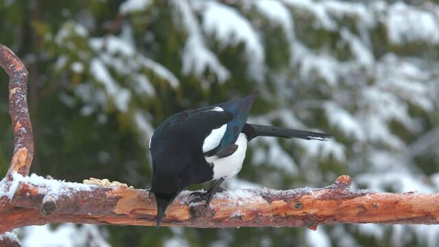magpie bird crow feed on trunk drop nut watching winter forest fly away