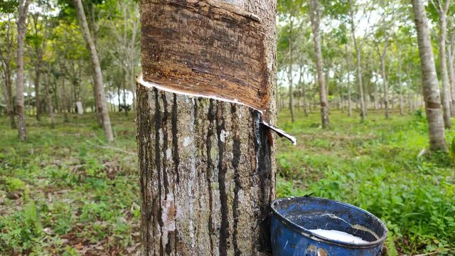 Rubber trees are tapped, releasing a white sap