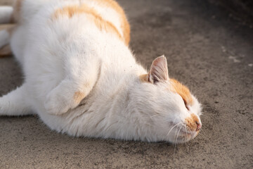 寝転がる猫　茶白猫