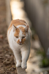 細い足場を器用に歩く猫　茶白猫