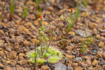 The world record holding Sundew Drosera glanduligera in natural habitat close to Walpole in Western Australia
