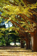 Fototapeta premium Yellow and green autumn ginkgo trees are at Kokukoen Park in saitama, Japan.