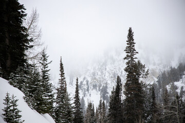 Foggy tree with very foggy background