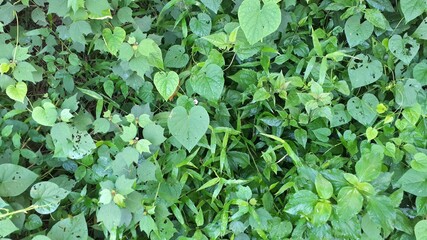 Nature Green leaf leaves background texture