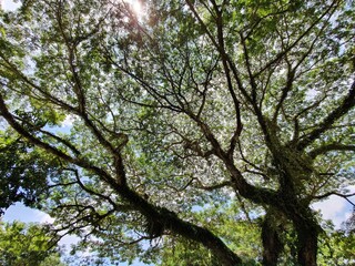 trees in the forest
