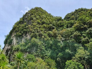 pine tree in the mountains