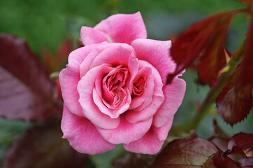 Flowers and rose buds with delicate pink, white and yellow on a branch with green leaves on a bush on a sunny day