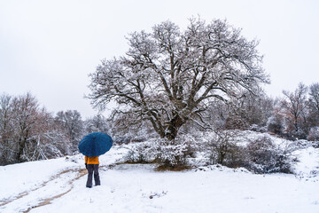 Young girl with a yellow jacket and an umbrella walking through the snow next to a tree. Snow in the town of Opakua near Vitoria in Araba, Basque Country. Spain