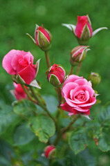 Flowers and rose buds with delicate pink, white and yellow on a branch with green leaves on a bush on a sunny day