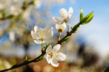 Blossoming cherry branch with delicate white flowers and green leaves against the blue sky on a spring day