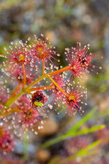 Drosera stolonifera with a green Sundew Bug (Setocoris sp.) close to Nannup in Western Australia