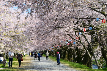 桜の名所、舟川べり桜並木。朝日、富山、日本。4月中旬。