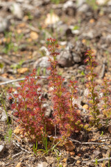 small group of the Sundew Drosera stolonifera, seen in natural habitat close to Nannup in Western Australia