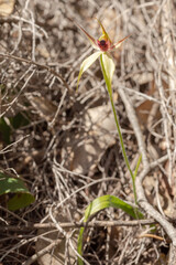 A plant of the Leaping Spider Orchid (Caladenia macrostylis) in natural habitat close to Nannup in Western Australia