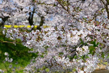桜の名所、舟川べり桜並木。朝日、富山、日本。4月中旬。
