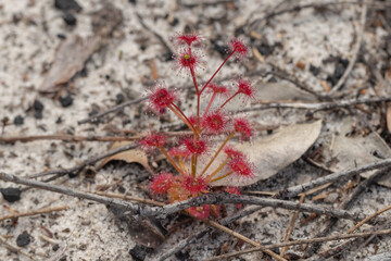 single plant of the red Sundew Drosera purpurascens (a carnivorous plant) near Darradup in Western Australia