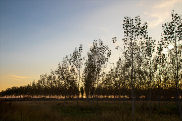 Bosco piantumato con pioppi giovani al tramonto con poche foglie autunnali. Cielo con poche nuvole. Tipico paesaggio di campagna.