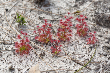 nice group of Drosera purpurascens (a carnivorous plant from the Sundew family) growing in natural...