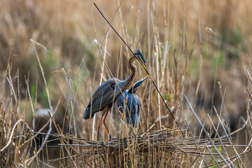 Purpurreiher (Ardea purpurea) mit Nistmaterial