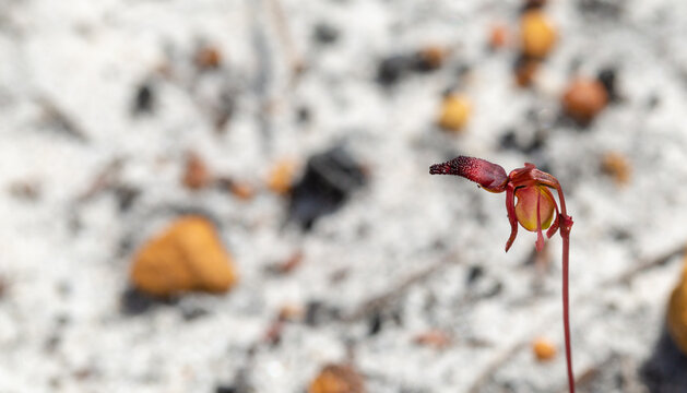 The Flying Duck Orchid (Paraceleana nigrita) from the side, seen in natural sandy habitat close to Darradup in Western Australia